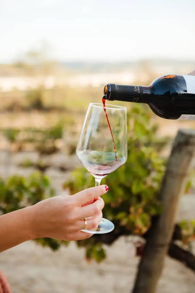 A glass of red wine poured among the vines
