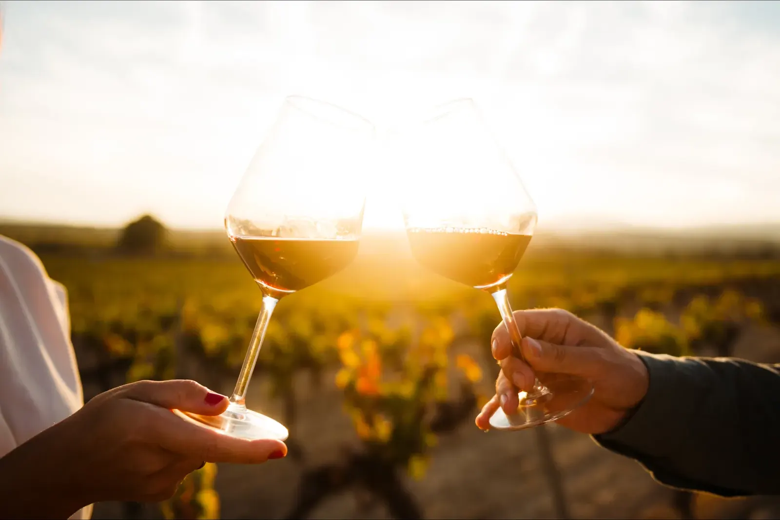 Two wine glasses toasting in a vineyard against the sunset