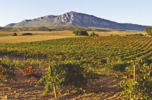 bodegas ampelos