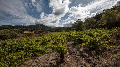 Bodegas Canopy