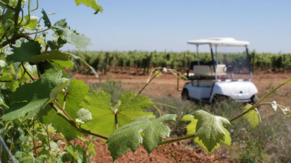 Bodegas le vile la finca