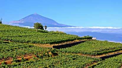 Bodegas Monje