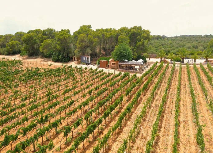 Cata de vinos en Mallorca con producto local en Bodegas Bordoy