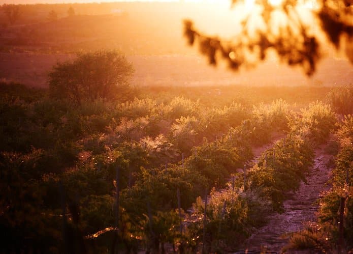 Viñedos de Utiel-Requena al atardecer en Viña de Eufemia