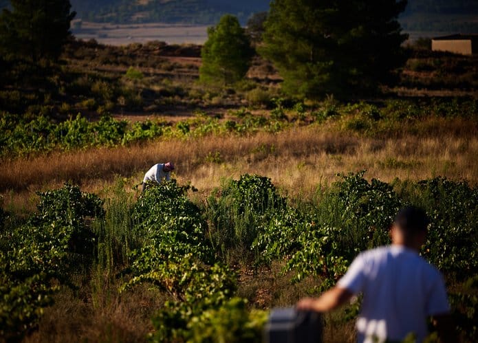 Trabajo en viñedo en Viña de Eufemia