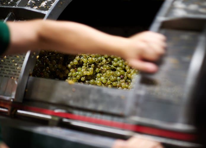 Uva recién vendimiada en Viña de Eufemia