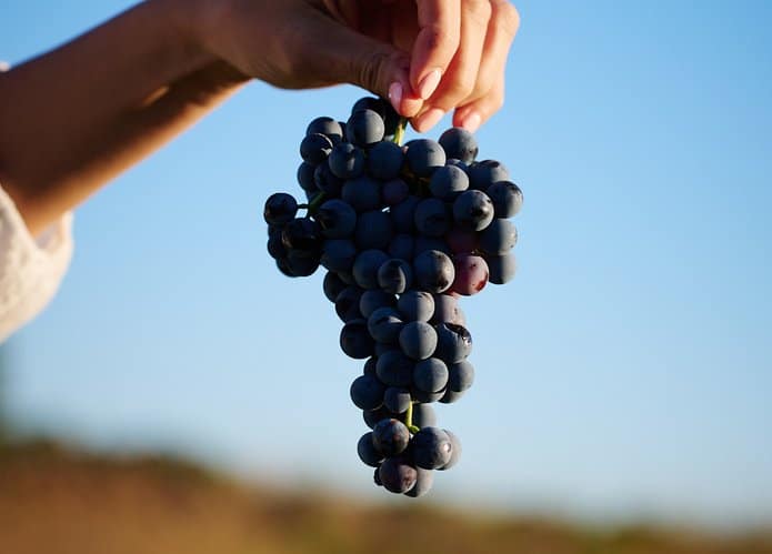 Tour privado por el viñedo en Utiel-Requena