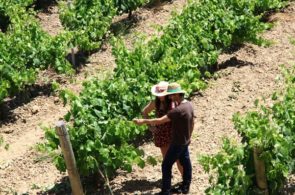 Bodega Miquel Jané